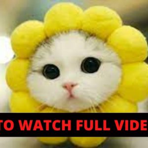Cute Animal Videos in New York City Ny Is The Top Cute Animal Videos in New York City Ny
