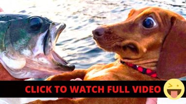 Youtube Funny Dog Videos New York City Is The Best Youtube Funny Dog Videos New York City