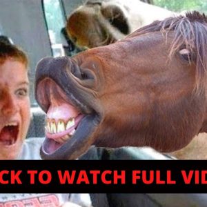 Funny Animal Videos in New York City Ny Is The Best Funny Animal Videos in New York City